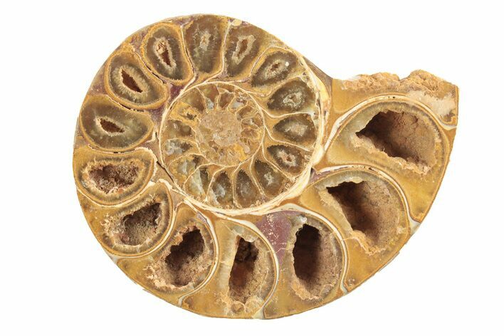 Jurassic Cut & Polished Ammonite Fossil (Half) - Madagascar #239539